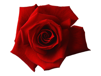 signification couleur rouge - symbolique rose